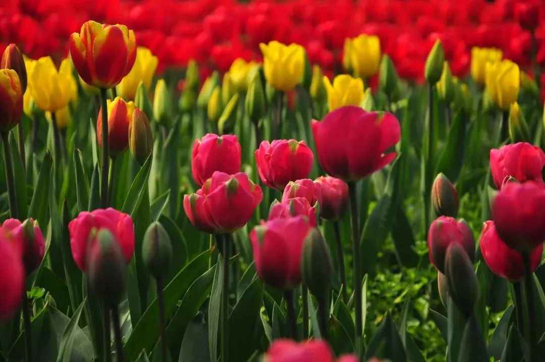 郁金香女友最新章节前言揭秘