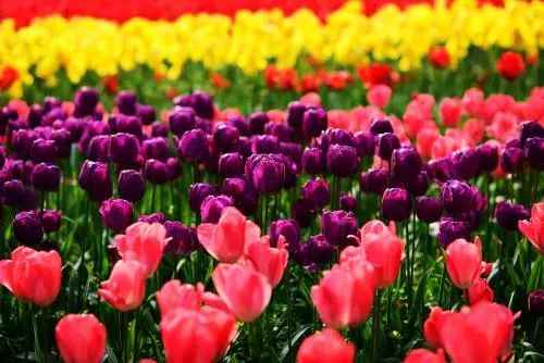 郁金香女友最新章节前言揭秘