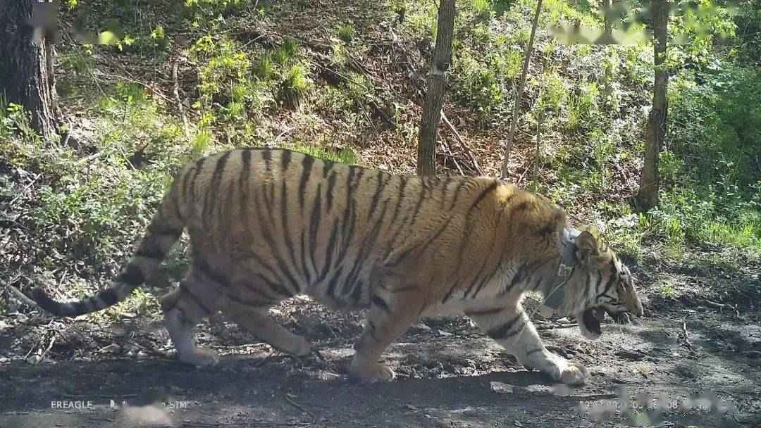 游客偶遇野生东北虎,本地人独特经历揭秘