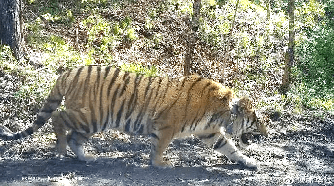 游客偶遇野生东北虎,本地人独特经历揭秘