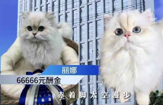 最新猫咪网使用指南,轻松掌握猫咪养护技能