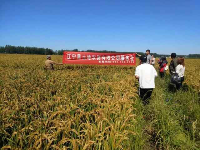 最新粮补政策解读,如何受益并做好准备?