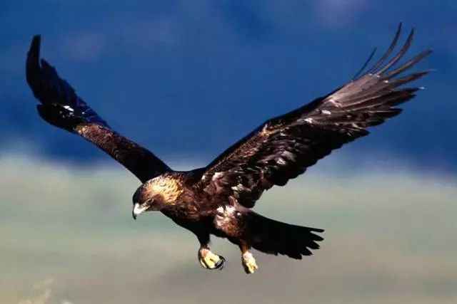 小鹰赛场热血激战,再现荣耀时刻,11月1日最新比赛回顾