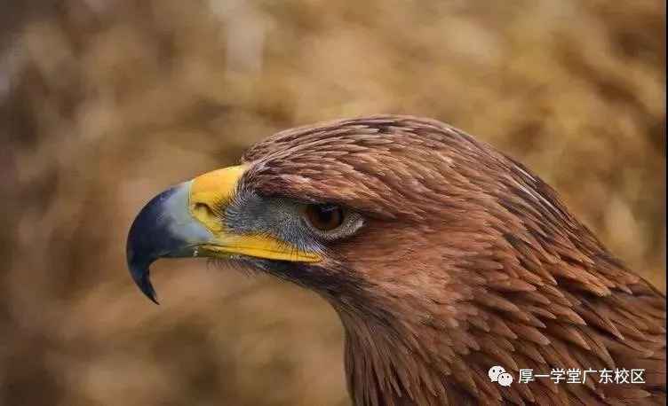 小鹰赛场热血激战,再现荣耀时刻,11月1日最新比赛回顾