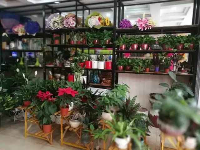 最新花店11月3日揭秘,缤纷日常与温馨故事的绽放