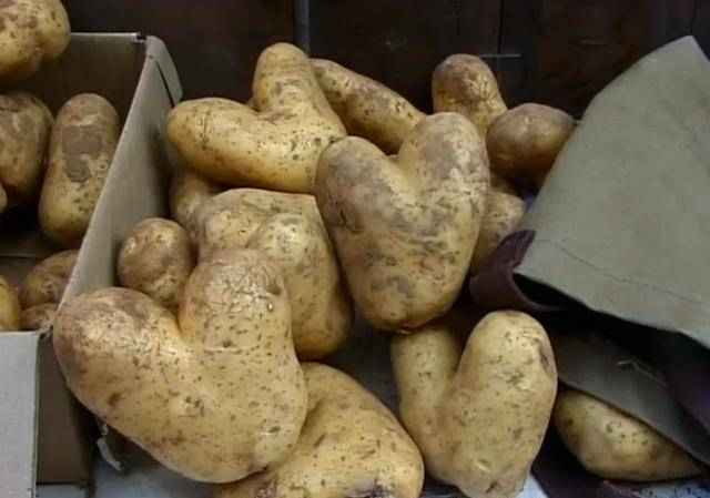 秋日市场土豆行情，惊喜与家的温暖土豆情缘揭秘