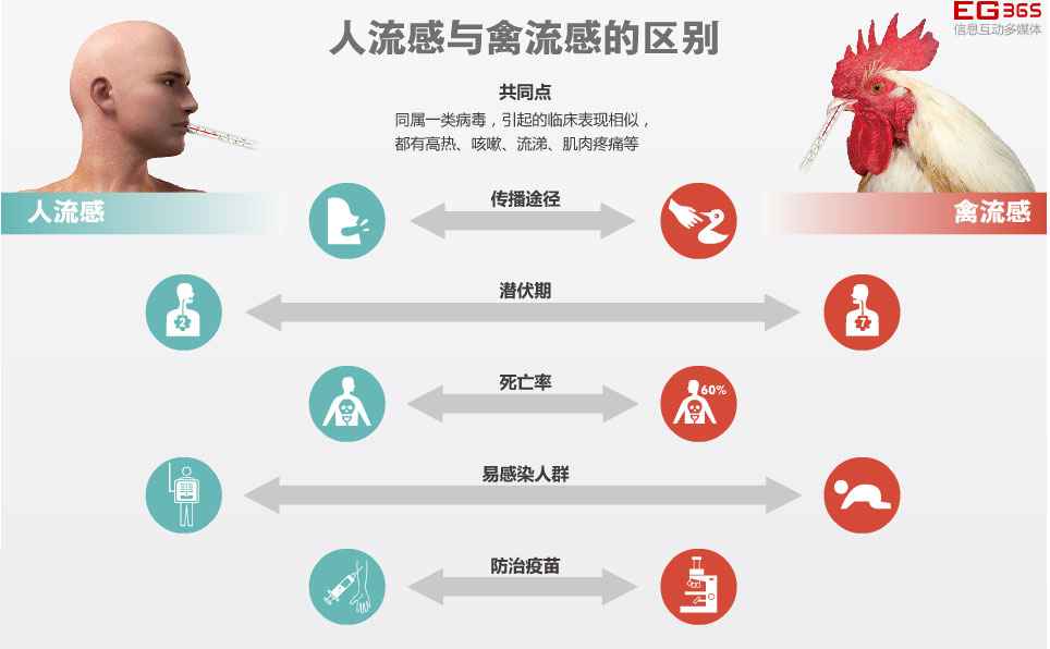 江苏禽流感最新动态揭秘,11月7日最新消息更新