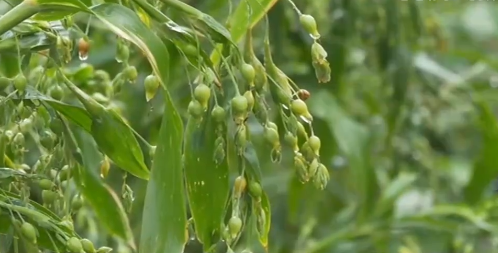 贵州兴仁薏米行情深度解析,最新价格与市场动态(11月8日)