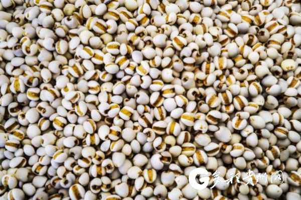 贵州兴仁薏米行情深度解析,最新价格与市场动态(11月8日)