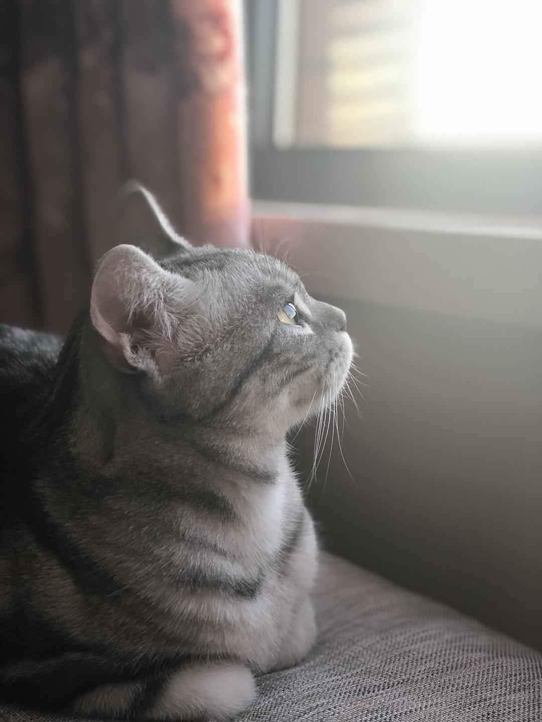 揭秘独家养宠秘籍与独特体验,最新破解版猫咪养成攻略(11月8日更新)