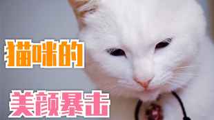 揭秘独家养宠秘籍与独特体验,最新破解版猫咪养成攻略(11月8日更新)