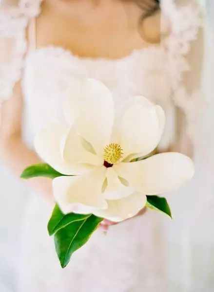 最新手捧花点亮人生旅途,11月8日时尚之选