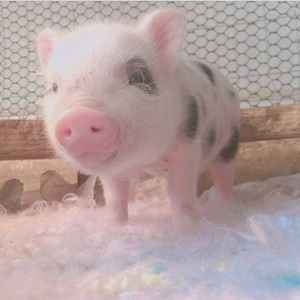 十一月十日萌猪温馨时光,日常趣事与友情纽带