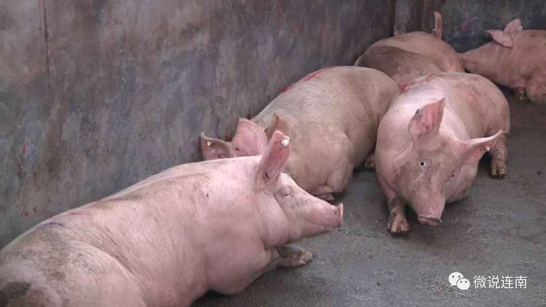 十一月十日萌猪温馨时光,日常趣事与友情纽带