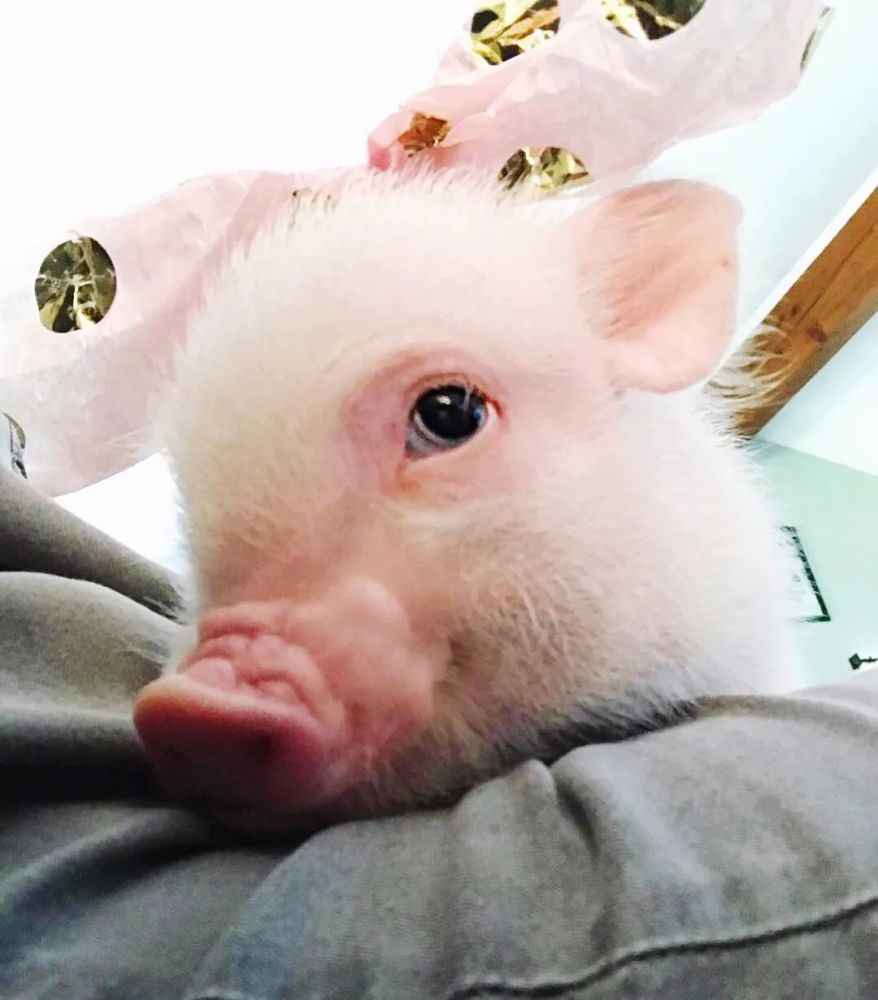 往年11月15日生猪动态回顾,秋日篇章里的温馨猪事与深厚友情织成的回忆