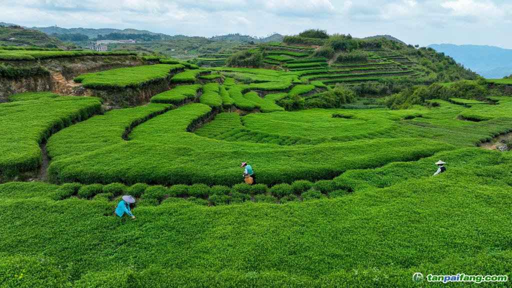 农村折迁最新标准揭秘,绿意盎然中的新篇章与美景之旅探索