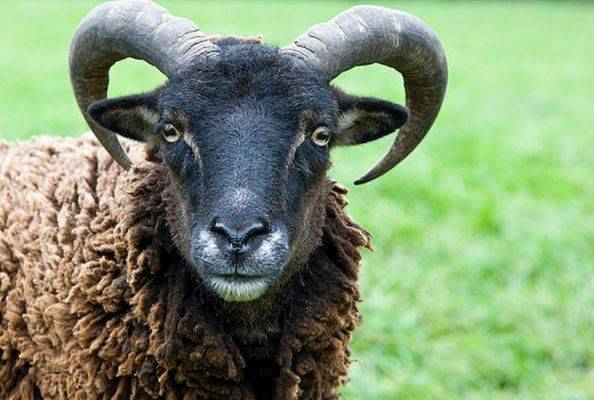 2024今晚开的四不像生肖图,极速解答解释落实_EXK8.75.66学习版