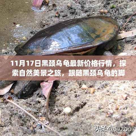 跟随黑颈乌龟的脚步,探索自然美景之旅与最新价格行情揭秘
