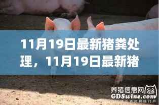 最新猪粪处理技术,环保高效的解决方案