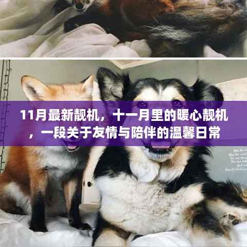 十一月暖心靓机,友情与陪伴的温馨日常
