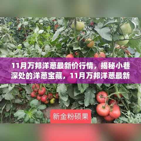 揭秘小巷深处的洋葱宝藏,11月万邦洋葱最新行情与特色小店的独特魅力