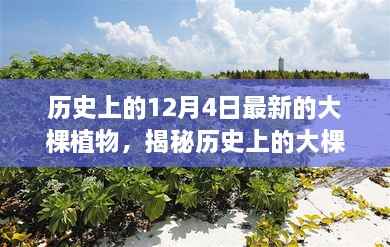 历史上的12月4日最新的大棵植物,揭秘历史上的大棵植物,探寻十二月四日的新篇章