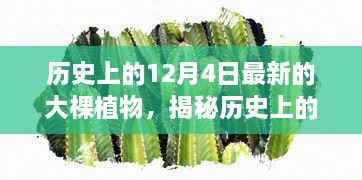 历史上的12月4日最新的大棵植物,揭秘历史上的大棵植物,探寻十二月四日的新篇章