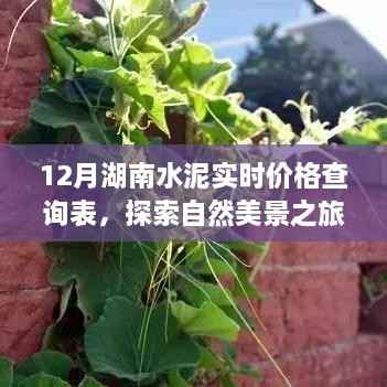 湖南水泥实时价格与自然美景背后的故事,探索宁静的力量
