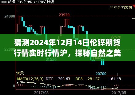 心灵之旅与期货行情的双重收获,探索自然之美,预测伦锌期货行情与寻找心灵宁静的旅程(2024年伦锌期货行情展望)