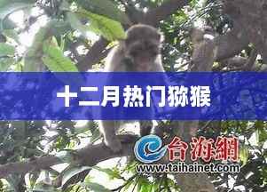十二月猕猴热潮,探秘热门猕猴世界