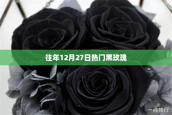 往年圣诞前夕黑玫瑰风靡热潮