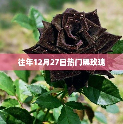 往年圣诞前夕黑玫瑰风靡热潮
