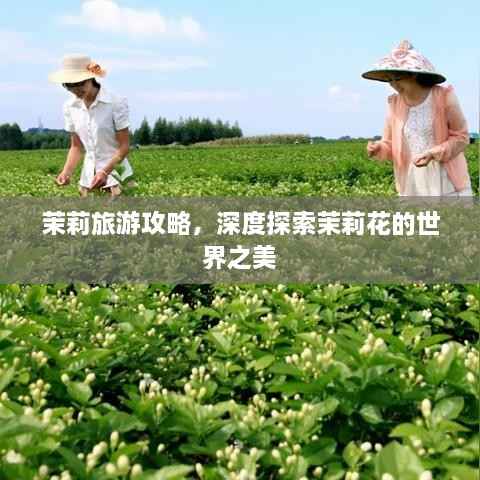 茉莉旅游攻略,深度探索茉莉花的世界之美