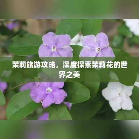 茉莉旅游攻略,深度探索茉莉花的世界之美
