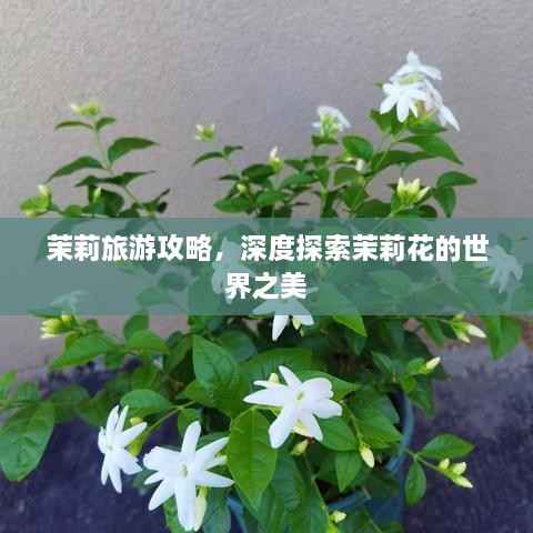 茉莉旅游攻略,深度探索茉莉花的世界之美